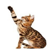 Image of a Bengal Cat