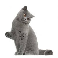 Image of a British Shorthair Cat