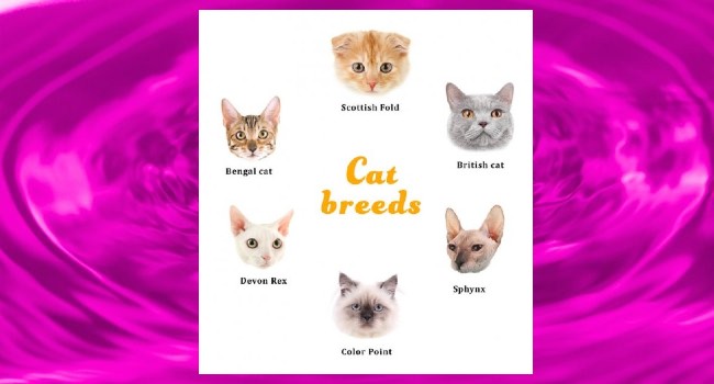 Fascinating Cat Breeds