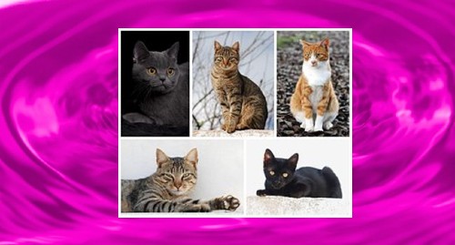 Multiple Cat Breeds Posing for a Picture!