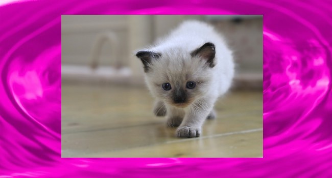 This Cute Kitten Wants You To Visit Us Again Soon!