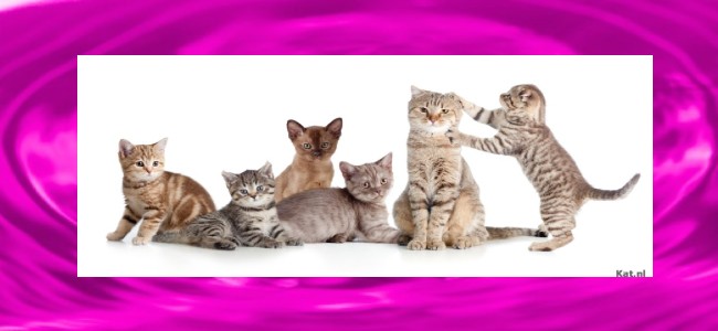 Felines Having Fun!