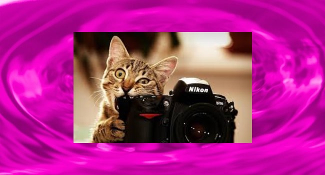 This Funny Cat Loves to Snap Pictures.
