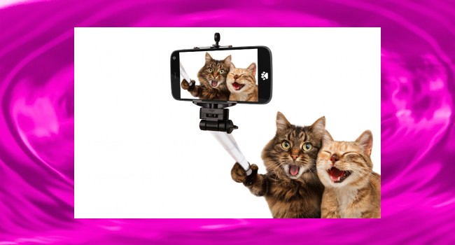 These Funny Cats Love to Snap Pictures of Themselves.