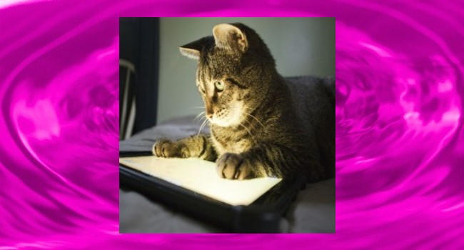 "Meow, I am playing cat games!"