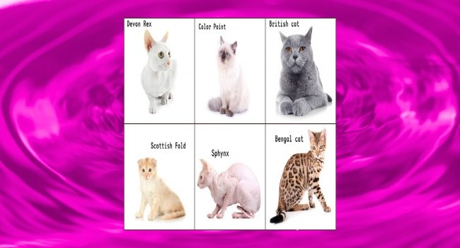Multiple Cat Breeds