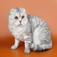 Image of a Scottish Fold Cat